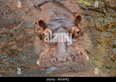 Hippo dans l'eau. L'hippopotame commun (Hippopotamus amphibius) Banque D'Images