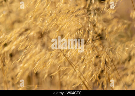 Stipa gigantea, alias plume géante de l'herbe, l'herbe, ou l'aiguille géante d'avoine d'or, rétroéclairé par le soleil à RHS HYDE HALL, Chelmsford, Essex, Angleterre, Royaume-Uni. Banque D'Images