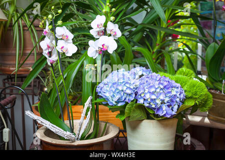 Une image de belles fleurs différentes Banque D'Images