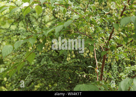 Grande branche avec fruits pas mûrs de snowbell japonais (Styrax japonica) Banque D'Images