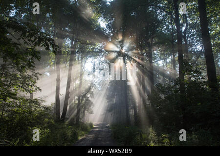 Rayons venant à travers le brouillard dans les montagnes Blue Ridge de la Géorgie du nord, USA. Banque D'Images