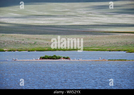 Petit lac de Mongolie. Un troupeau de mouettes se trouve près de l'eau sur l'île. La Mongolie Banque D'Images