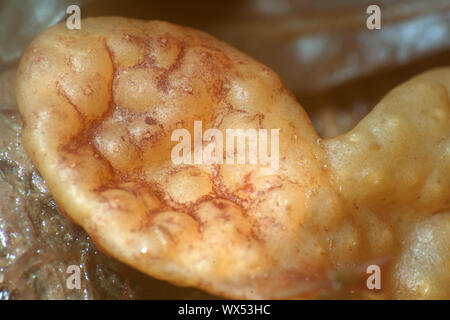 Algues brunes (fucus) macro. Banque D'Images