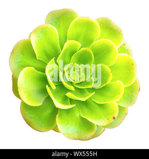 Cactus Green isolated on white Banque D'Images