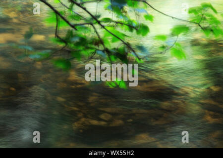 Un brnach suspendus sur une rivière peu profonde Banque D'Images