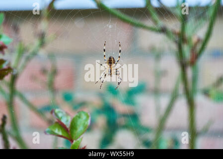 Un petit jardin Araignée européenne (Araneus diadematus) assis sur son site web. Banque D'Images