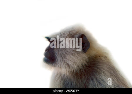 Langur portrait close-up. Banque D'Images