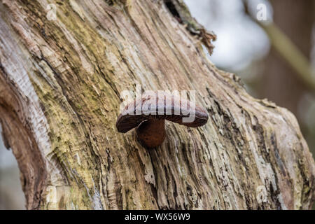 Photographie macro close up de beaux champignons dans les bois en automne avec moss Banque D'Images