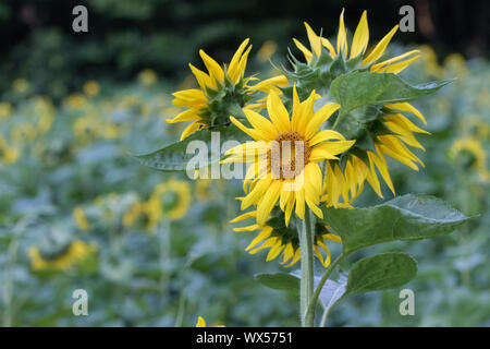 Un champ de tournesols en fleurs. Banque D'Images