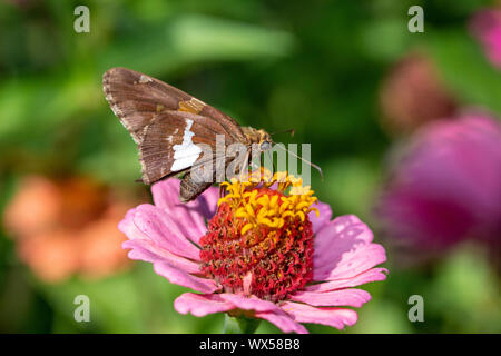 Silver-spotted skipper sur zinnia fleur Banque D'Images