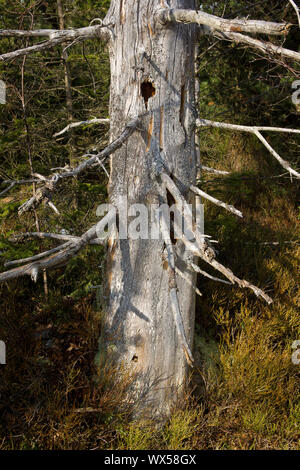 Arbre mort dans la région de Moor Banque D'Images