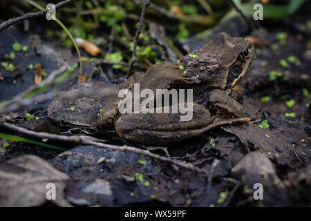 Frog sitting on floor attendant d'aller Banque D'Images