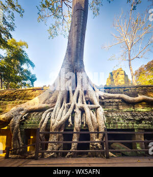 Ta Prohm temple. Siem Reap. Cambodge Banque D'Images