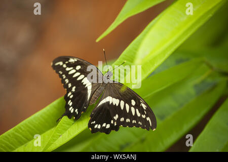 Papilio machaon Constantines constantinus  Banque D'Images