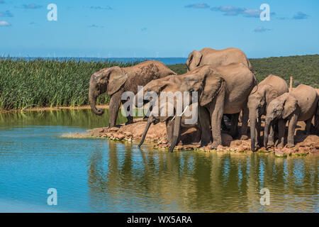 Troupeau d'éléphant à trou d'eau, Afrique du Sud Banque D'Images