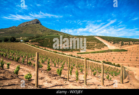 Magnifique paysage de vignobles du Cap, région viticole en Afrique du Sud Banque D'Images