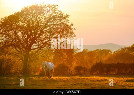 Cheval blanc dans un paddock au coucher du soleil. Banque D'Images