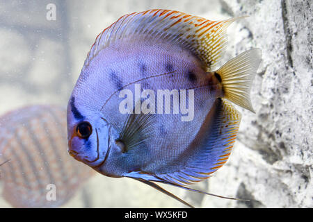 Portrait d'un des poissons de disque Banque D'Images