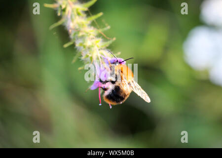Bourdon sur une plante Banque D'Images