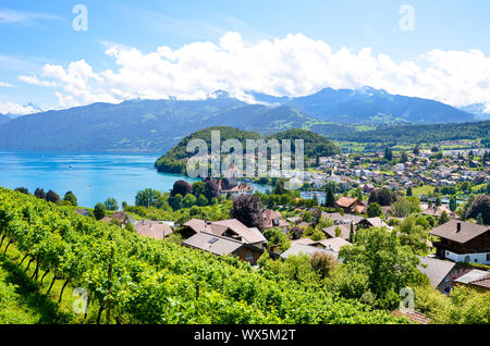 Village alpin pittoresque situé à Spiez par le lac de Thoune en Suisse photographié dans la saison estivale. Vignobles sur les pentes adjacentes. Paysage suisse. Sommets des Alpes en arrière-plan. Banque D'Images