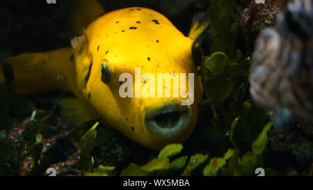 Le poisson-globe peaking out d'herbe de mer Banque D'Images