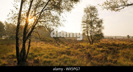 Nature Reserve Zwillbrocker Venn tôt le matin, morne, Münster, Allemagne, Europe Banque D'Images