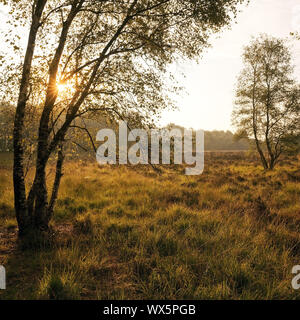 Nature Reserve Zwillbrocker Venn tôt le matin, morne, Münster, Allemagne, Europe Banque D'Images