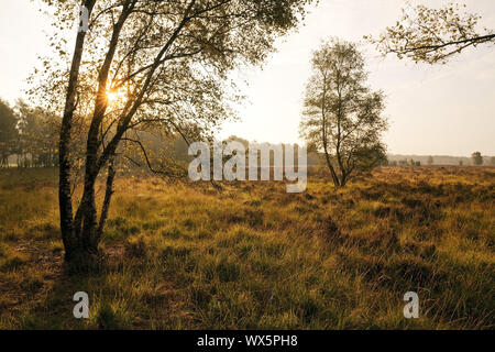 Nature Reserve Zwillbrocker Venn tôt le matin, morne, Münster, Allemagne, Europe Banque D'Images