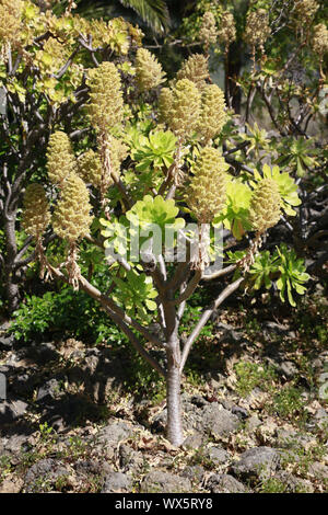 Tree aeonium Aeonium arboreum (ssp. holochrysum), endémique aux îles Canaries, El Paso, La Palma, Banque D'Images