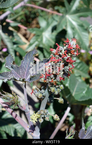 Ricin ou le ricin (Ricinus communis), inflorescence dont les fleurs mâles et femelles Banque D'Images