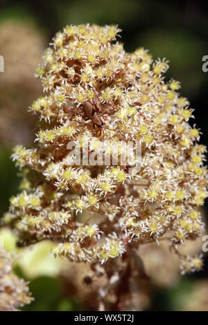 Tree aeonium Aeonium arboreum (ssp. holochrysum), endémique aux îles Canaries, El Paso, La Palma, Banque D'Images