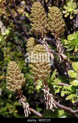 Tree aeonium Aeonium arboreum (ssp. holochrysum), endémique aux îles Canaries, El Paso, La Palma, Banque D'Images