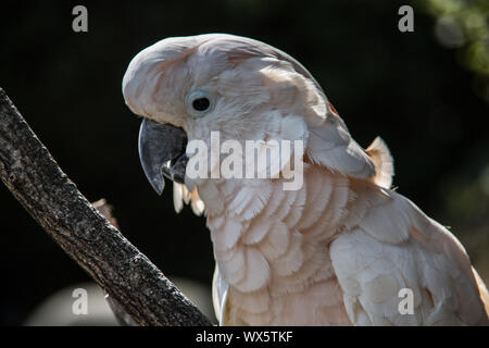Siège cacatoès dans l'arbre Banque D'Images