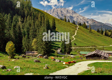 L'Allemagne, la Bavière : vaches alpines près du lac Konigssee (Berchtesgadener Land) Banque D'Images