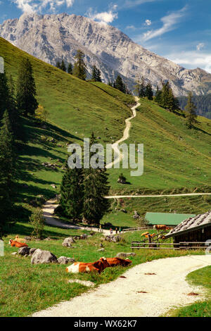 L'Allemagne, la Bavière : vaches alpines près du lac Konigssee () Banque D'Images