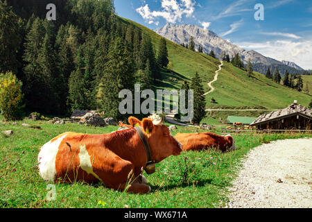 L'Allemagne, la Bavière : vaches alpines près du lac Konigssee (Berchtesgadener Land) Banque D'Images