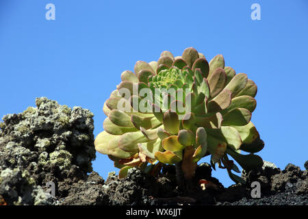 Aeonium davidbramwellii, endémique à La Palma Banque D'Images