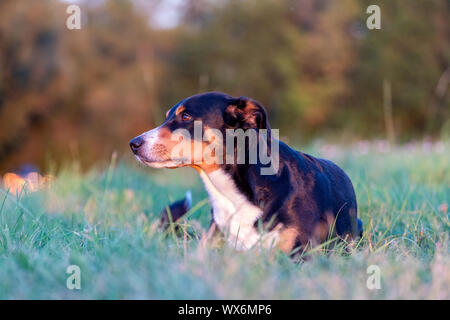 Portrait de l'Appenzeller, étendu sur le champ d'été, la lumière naturelle Banque D'Images