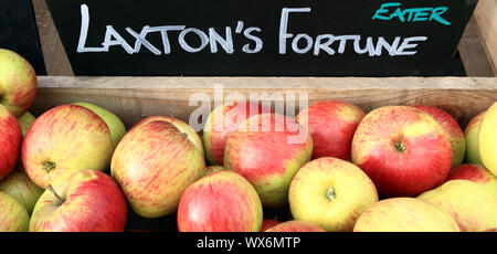 Apple, Laxton's Fortune, pommes, eating apple, une saine alimentation, magasin de ferme afficher Banque D'Images