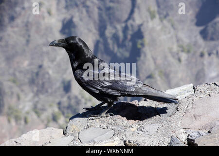 Secteur de corbeau (Corvus corax canariensis) à la Roque de los Muchachos Banque D'Images