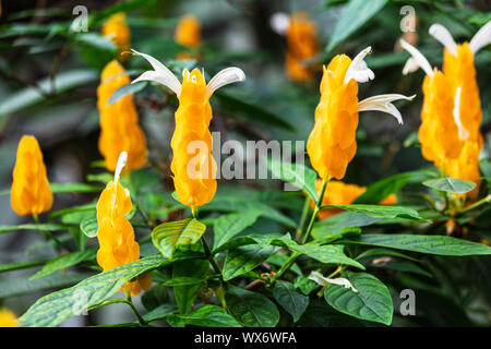 Lutea Pachystachys arbuste jaune dans le jardin Banque D'Images