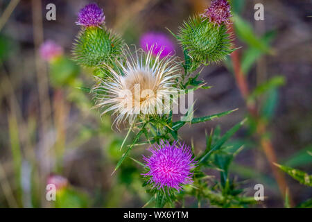 Un Spear Thistle plante dans le Parc National de Yellowstone, Wyoming Banque D'Images