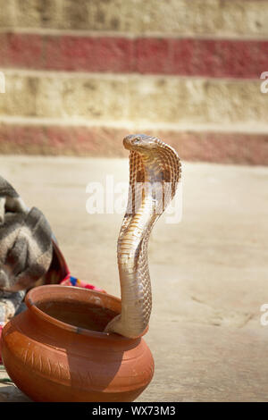 Dernière Charmeur de serpent (Bede) de Bénarès Banque D'Images