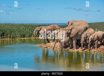 Troupeau d'éléphant à trou d'eau, Afrique du Sud Banque D'Images