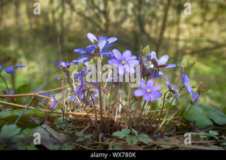 Les fleurs du printemps de l'Europe. Mayflower Noble Banque D'Images
