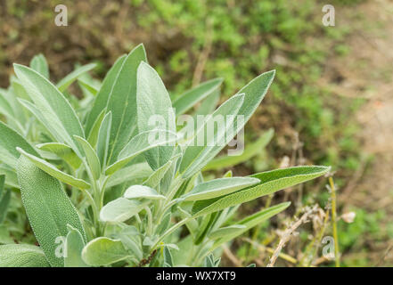Feuilles d'un plant de sauge Salvia officinalis cultivée en plein air Banque D'Images
