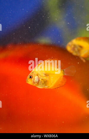 Portrait d'un bébé poisson discus Banque D'Images