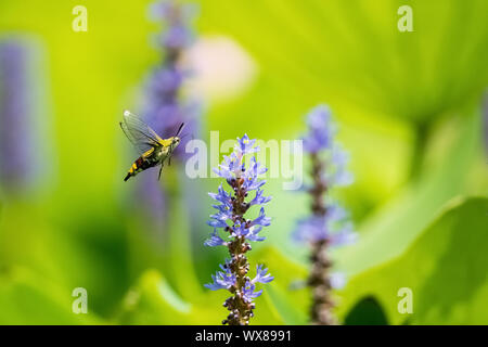 Hawk moth pellucide voler à la fleur Banque D'Images