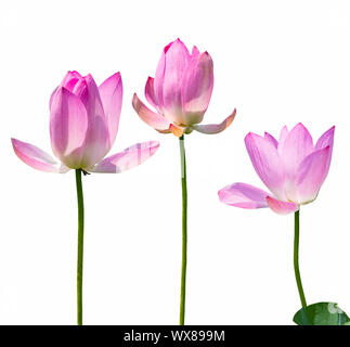 Les fleurs de lotus isolated Banque D'Images