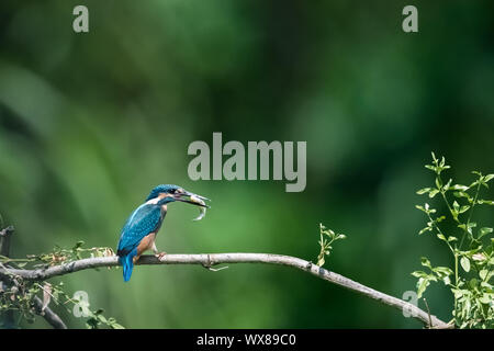 La consommation de poisson kingfisher closeup Banque D'Images